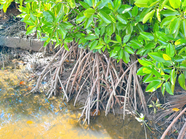 Cherating Mangrove Park – Nature’s Hidden Classroom