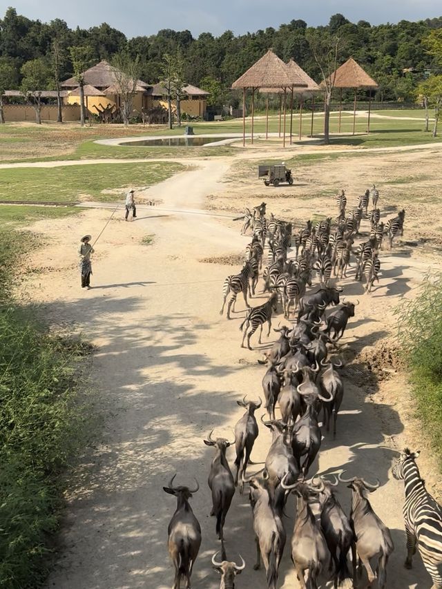 🦒【清遠長隆森林王國】兩日一夜親子快閃遊｜長頸鹿城堡酒店｜動物大遷徙＋溫泉樂園♨️