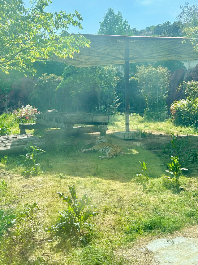 【韓国🇰🇷光州/動物園🦓】 우치공원동물원 全て無料でこのクオリティ‼️😳