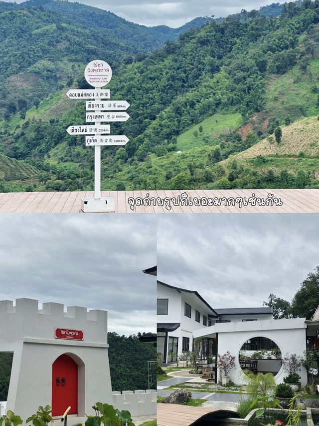 ไร่ชาวังพุดตาล ดอยแม่สลอง 