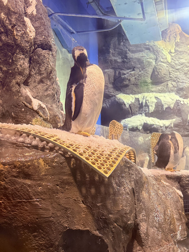 🌊 屏東海生館｜親子必去的海洋探險之旅 🐧🐠🐋
