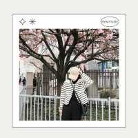 🌸 Sumida Park – ซากุระคู่ตึก Tokyo Skytree
