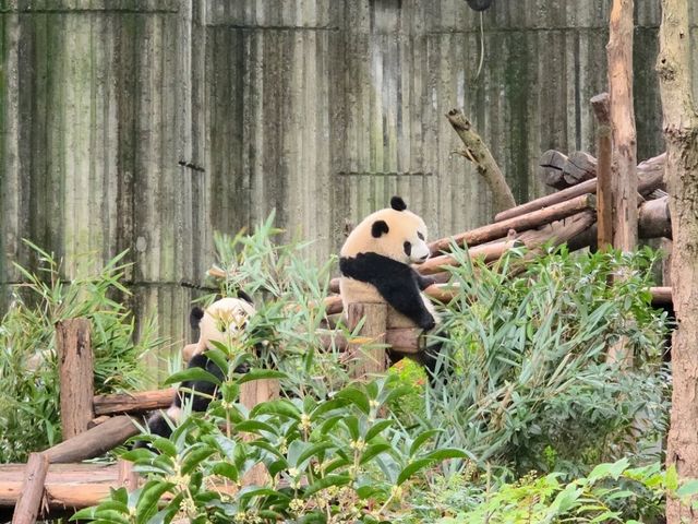 แพนด้า 🐼....เฉิงตู
