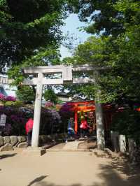 Nezu Shrine: Tokyo’s Timeless Sanctuary
