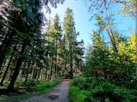 Rold Skov
