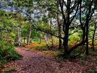 🌳 Sutton Park – Nature’s Playground in Birmingham 🌳