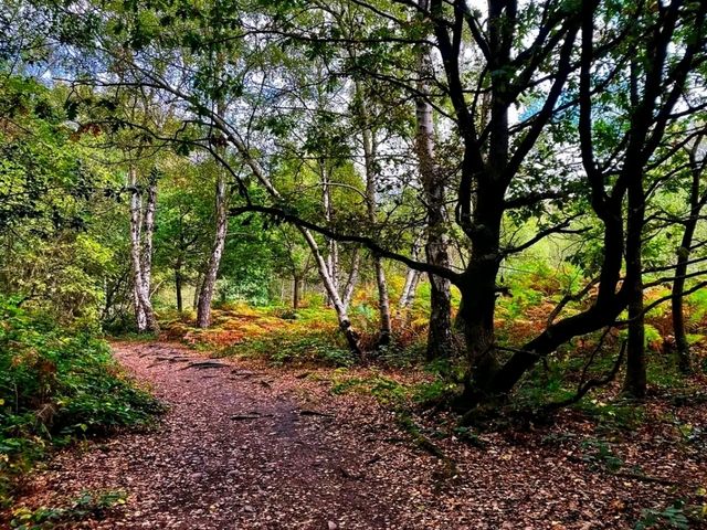 🌳 Sutton Park – Nature’s Playground in Birmingham 🌳