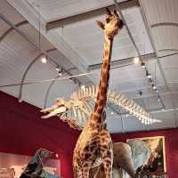 Royal Albert Memorial Museum & Art Gallery, Exeter – Exeter’s Curiosity Cabinet & Cultural Beacon