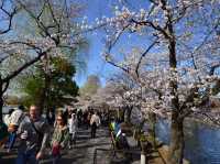 สวนอุเอโนะ Full Bloom