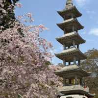 🎋✨ Katsuo-ji Temple – วัดดารุมะ (勝尾寺)