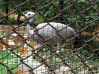 秋季最佳賞鳥推薦｜香港動植物公園