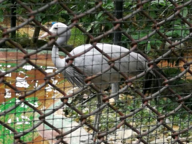 秋季最佳賞鳥推薦｜香港動植物公園