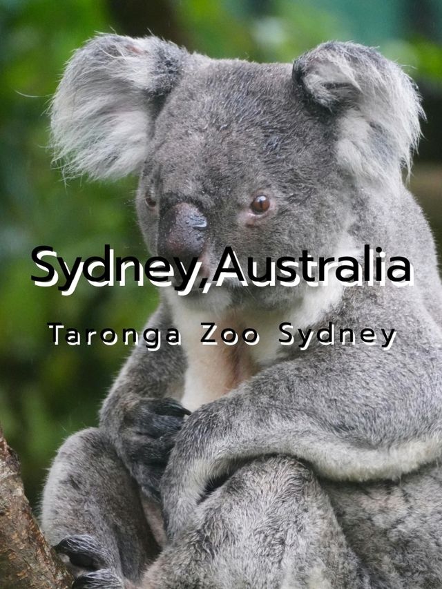 Sydney, Australia.