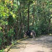 雙腳代替纜車：登太平山頂、爬『西高山』，一路看盡香港風光～