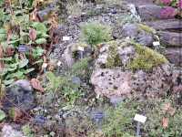 Arctic–Alpine Botanic Garden