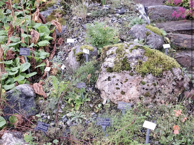 Arctic–Alpine Botanic Garden