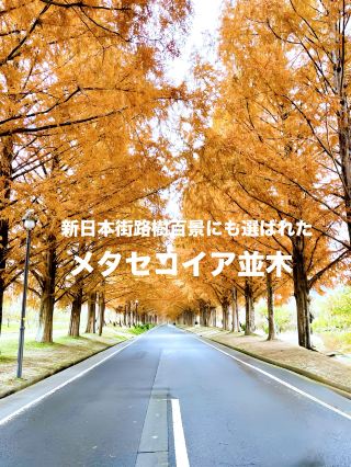[Shiga Prefecture] A beautiful spot for viewing autumn foliage: Metasequoia Avenue