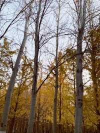 🍁 Fragrant Hills: Beijing's Autumn Fireworks Display! 🎇