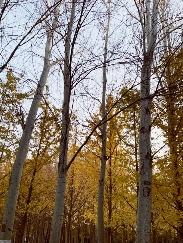 🍁 Fragrant Hills: Beijing's Autumn Fireworks Display! 🎇 🍁 Fragrant Hills: Beijing's Autumn Fireworks Display! 🎇