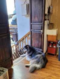 Cat Café Hideaway in Lijiang Old Town 