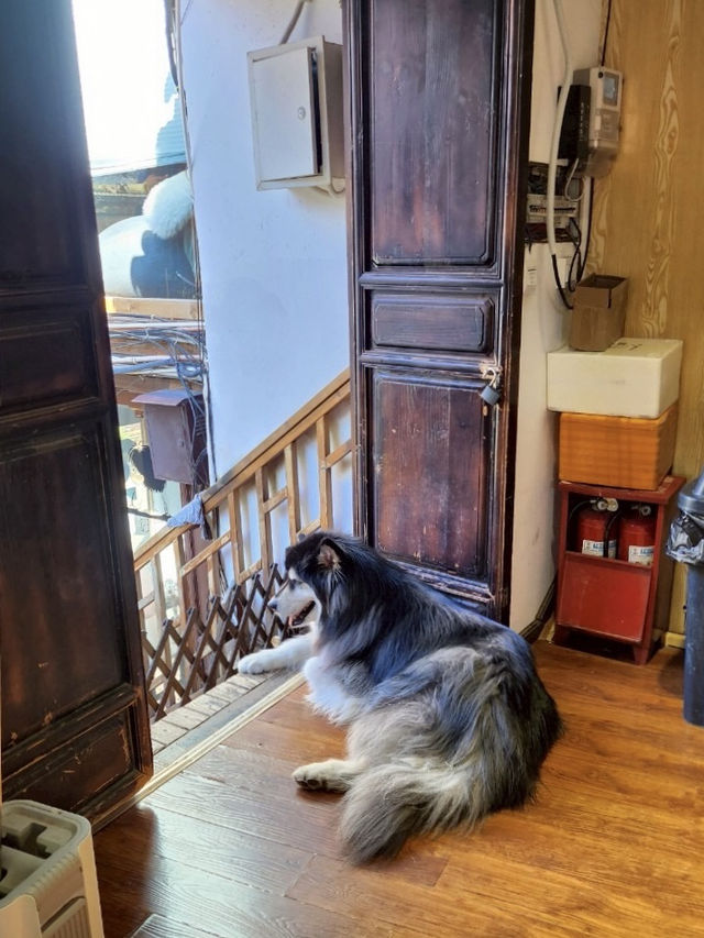 Cat Café Hideaway in Lijiang Old Town 