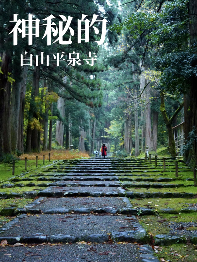 神秘的な参道 杉と石畳を覆う苔に魅了されます。 神秘的な参道 杉と石畳を覆う苔に魅了されます。