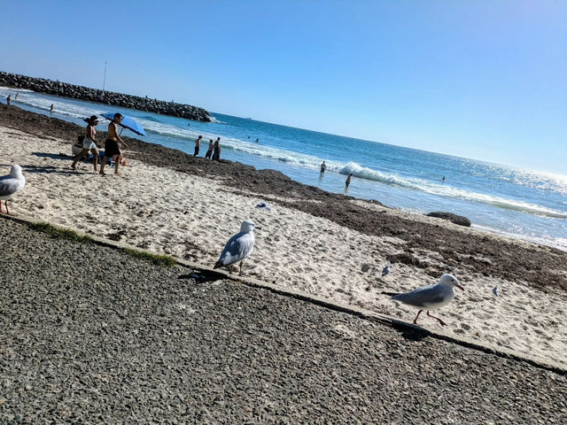 Sun, Sand, and Serenity: A Perfect Day at Cottesloe Beach