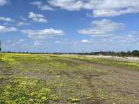 野花樹影下的寫意時光 brimbank park with golden flowers on the ground 