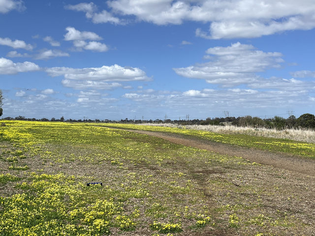 野花樹影下的寫意時光 brimbank park with golden flowers on the ground 