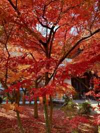 🍁 A Breathtaking Autumn at Eikando, Kyoto