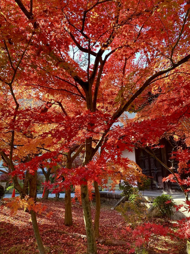 🍁 A Breathtaking Autumn at Eikando, Kyoto 🍁 A Breathtaking Autumn at Eikando, Kyoto