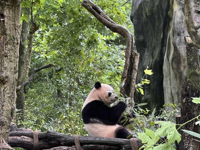 Side trip from Chengdu