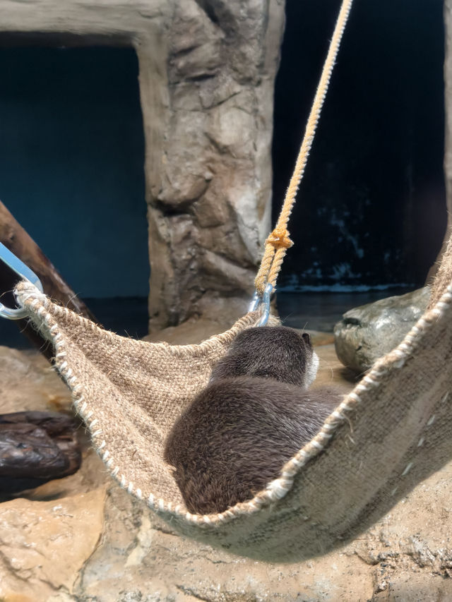 親子必去水族館人氣景點 親子必去水族館人氣景點