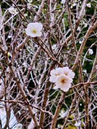 Hida Folk Village (Hida no Sato) 🍁🍂