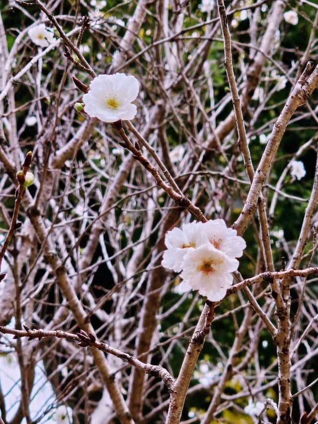 Hida Folk Village (Hida no Sato) 🍁🍂 Hida Folk Village (Hida no Sato) 🍁🍂