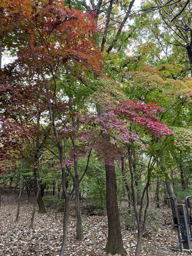 🍁걷고 또 걷고, 둘레길 걷기