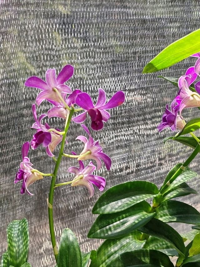 Orchid Forest Cikole: A Blend of Orchids and Cool Pine Woods Orchid Forest Cikole: A Blend of Orchids and Cool Pine Woods