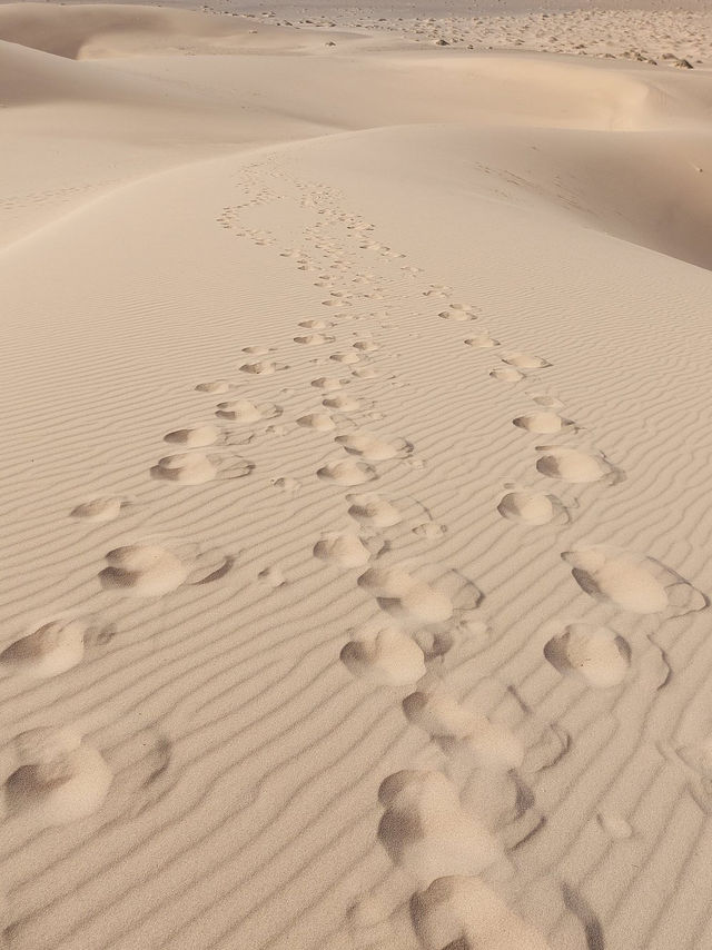 Khongoryn Els - Stunning and Unforgettable