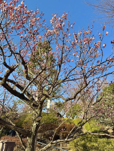 冬の始まりに咲く羽根木公園の梅 | Trip.com 東京 冬の始まりに咲く羽根木公園の梅 | Trip.com 東京
