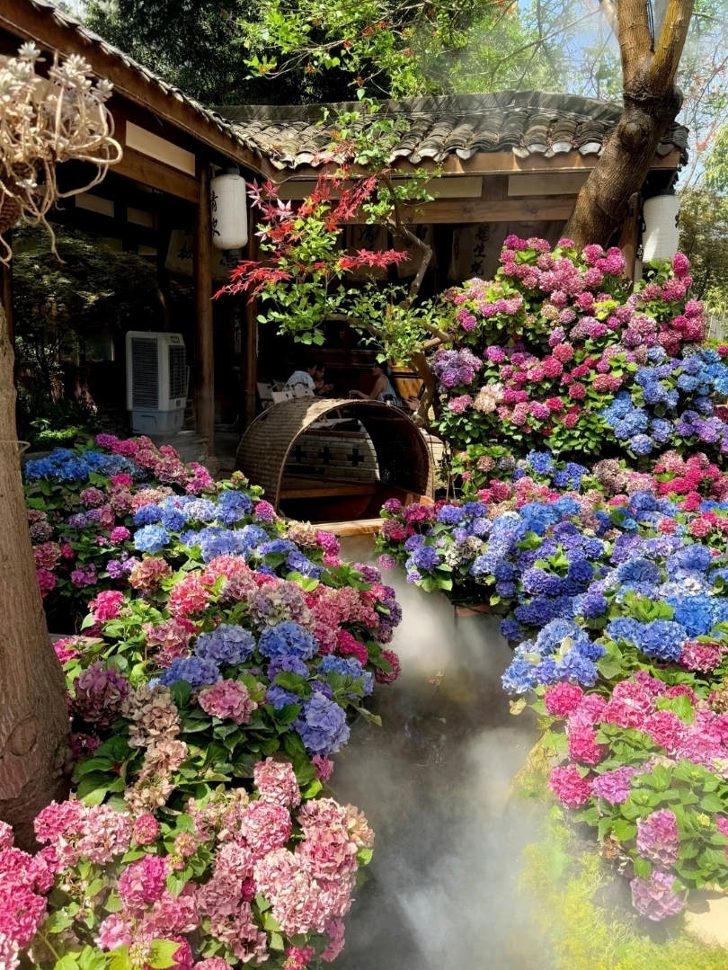 Chengdu Afternoon Tea Ceiling
📍 Tea House
This café opens at 10 AM, so make sure to arrive early, especially on weekends! ❗ On the day I visited, I arrived at 12:30 PM, and all private rooms (with air conditioning) were already occupied. The outdoor area near the hydrangeas was also full, so I ended up sitting in the bamboo forest-themed section instead.
If you want a beautiful spot → Go early!
☀️ Weather Conditions (Very Important!)
If the day is "extremely hot," be cautious of heatstroke.
The temperature that day was around 34°C. My friend spent about 3 hours taking photos and started feeling dizzy, almost experiencing heatstroke (even after resting in the middle). 😭 Despite having water spray and cooling fans, the outdoor area was still very hot.
Summary: Be mindful of extreme heat.
🍃 Atmosphere
The photos turned out amazing—
80% of the visit was for photography / 20% for relaxing.
Perfect for ladies who are serious about checking in and taking stunning pictures.
The café's main theme is hydrangeas,
beautifully blending "Fresh + Chinese Style."
On sunny days, the experience is truly delightful.
At the back, there's also a "red wall" that makes for great photo opportunities.
💸 Cost
Set for 2 people = 138 RMB
🍰 Desserts
Lemon mousse → Strongly tangy, less sweet, but if you dislike sweetness, it might still feel "a bit too sweet."
Little panda cake (white chocolate + dark chocolate) → Perfectly sweet, tastier than the first option.
🍵 Tea
Regular tea → Average, not particularly special.
Rose milk tea → Lightly sweet, delicious.
Cold brew iced tea → Very refreshing.
📍 Location Chengdu Afternoon Tea Ceiling
烟色茶空间(成都店)