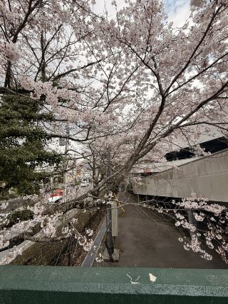 🌸 ก้าวแรกของคุณหลังจากลงจากรถ? ตรงเข้าไปในอุโมงค์ซากุระเลย! 🚗🌸