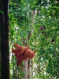 Jungle trekking 🦧