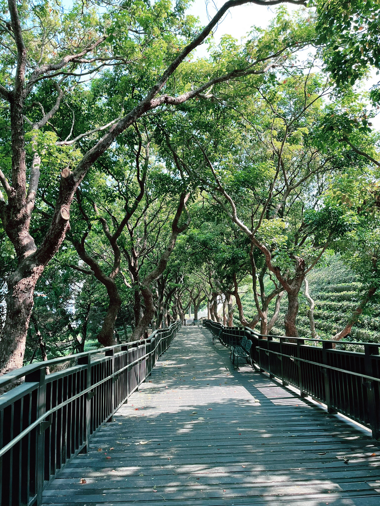 My Easy Taipei Palace Museum Day — How I Made This Huge Museum Feel Stress-Free!
