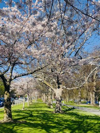 🌸🇳🇿 Cherry Blossom Season in New Zealand – A Touch of Spring Magic 🇳🇿🌸