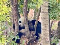 Chengdu Research Base of Giant Panda Breeding