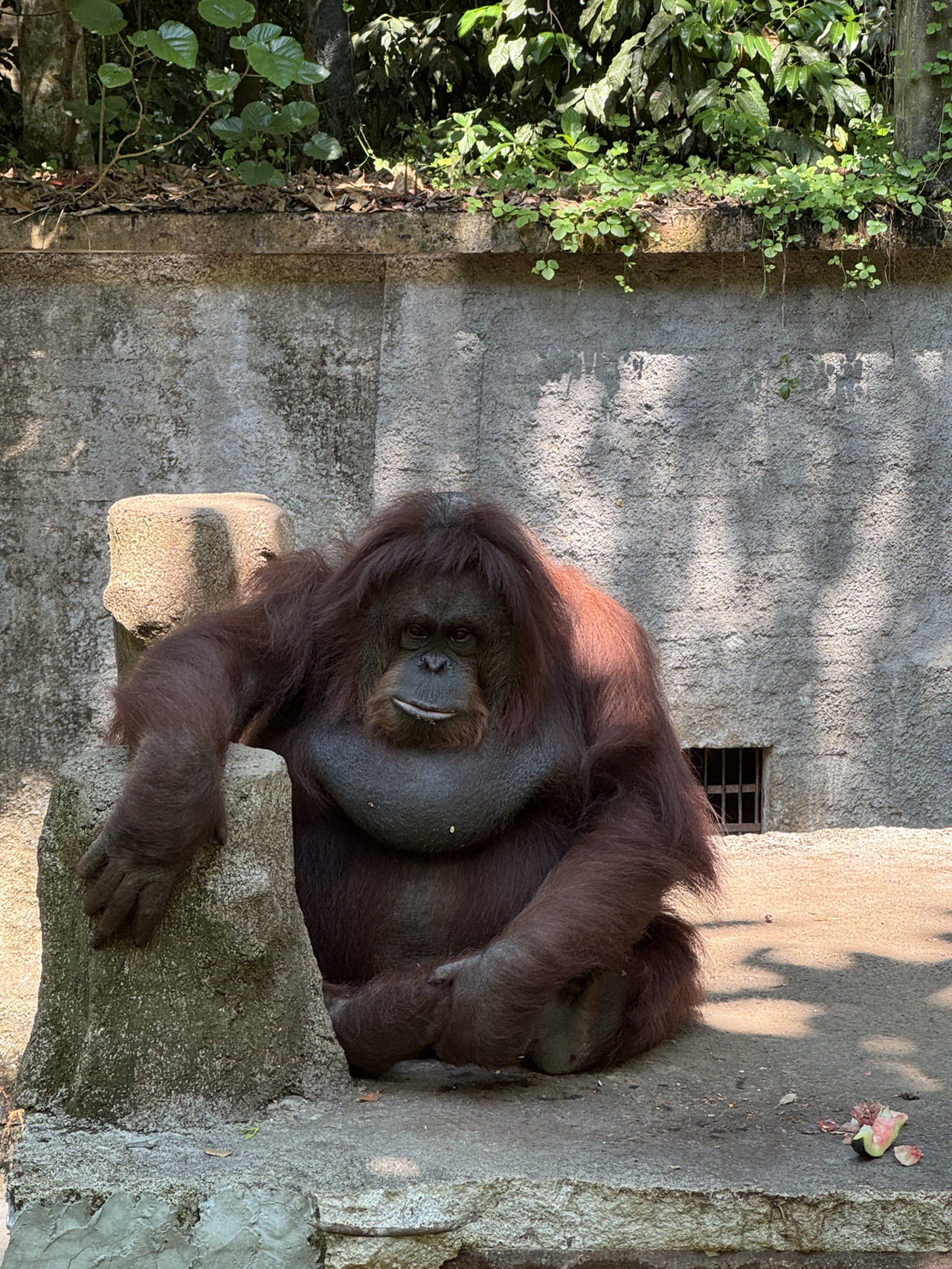 Orang hutan 