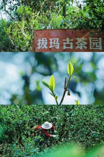 南糯山古茶园 参考图 1