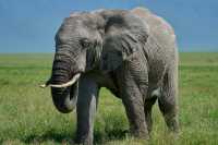 2 days Tanzania safari packages.