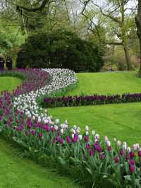 Useful tips for visiting Keukenhof Garden🌷