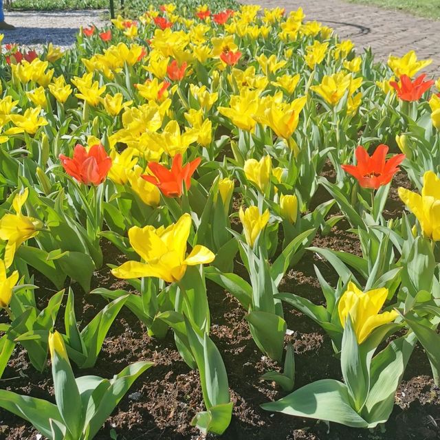 Tulip festival